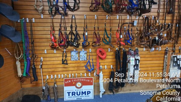 New Californian's for Trump Yard Signs - Image 9